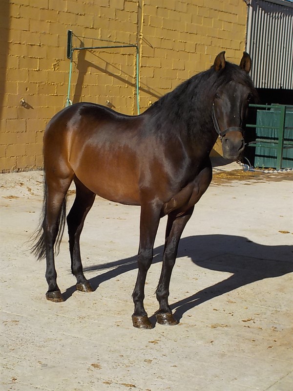 venta caballo cuenca